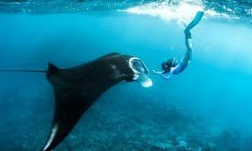 NS SNORKELING